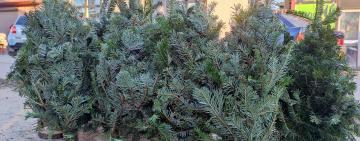 Выбор не большой, но есть: стоимость новогодней хвойной радости в Килии